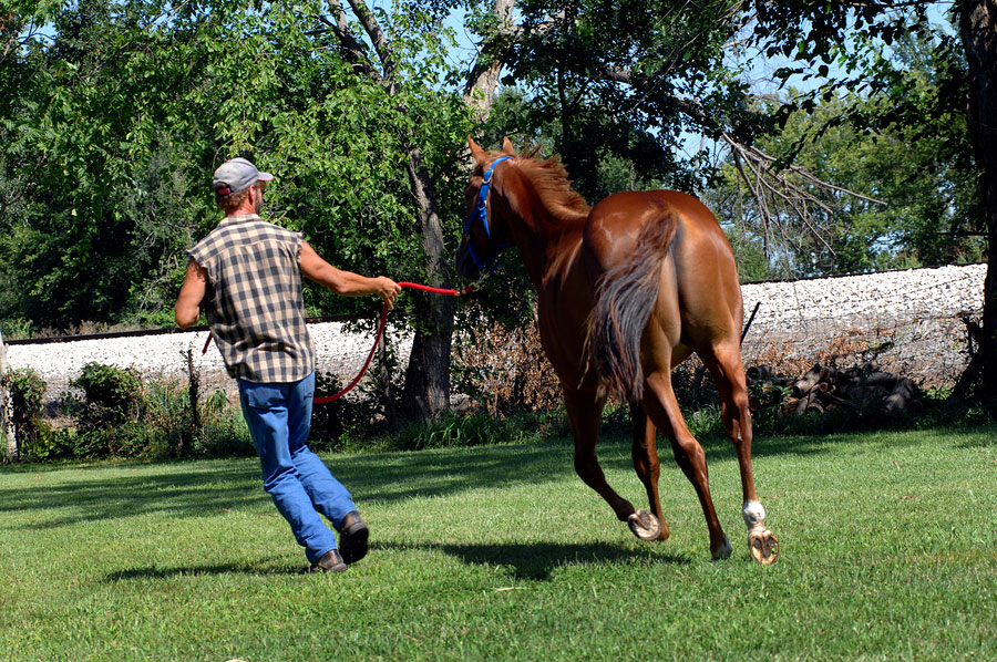 coaching mit pferden